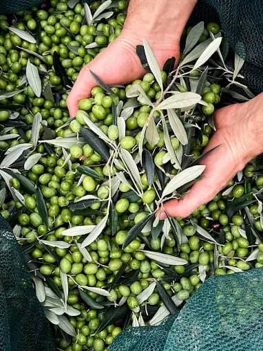 Upupa olive oil production process
