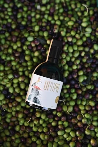 Traditional olive harvesting