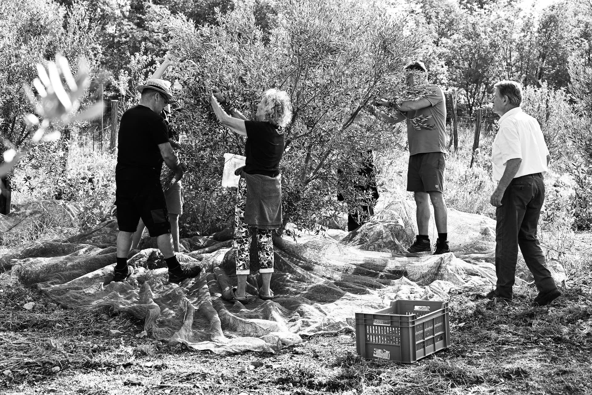 Obiralci več generacij obirajo drevo oljke.