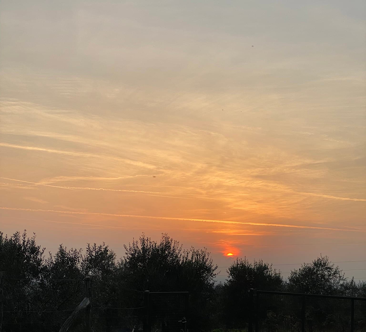 Sončni zahod z krošnjami dreves oljk.