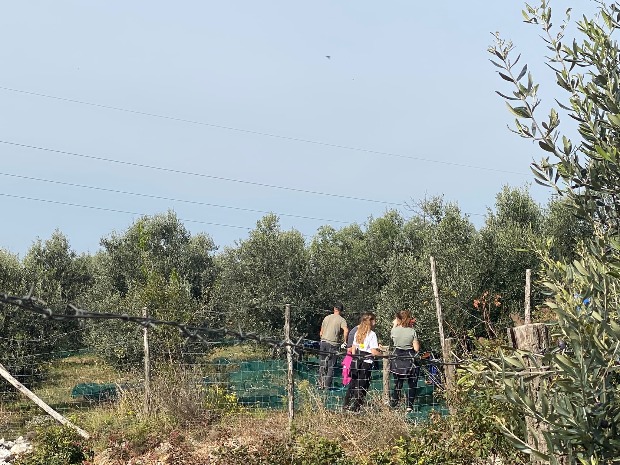 Obiralke ročno obirajo drevesa oljk na spodaj razprostre mreže.