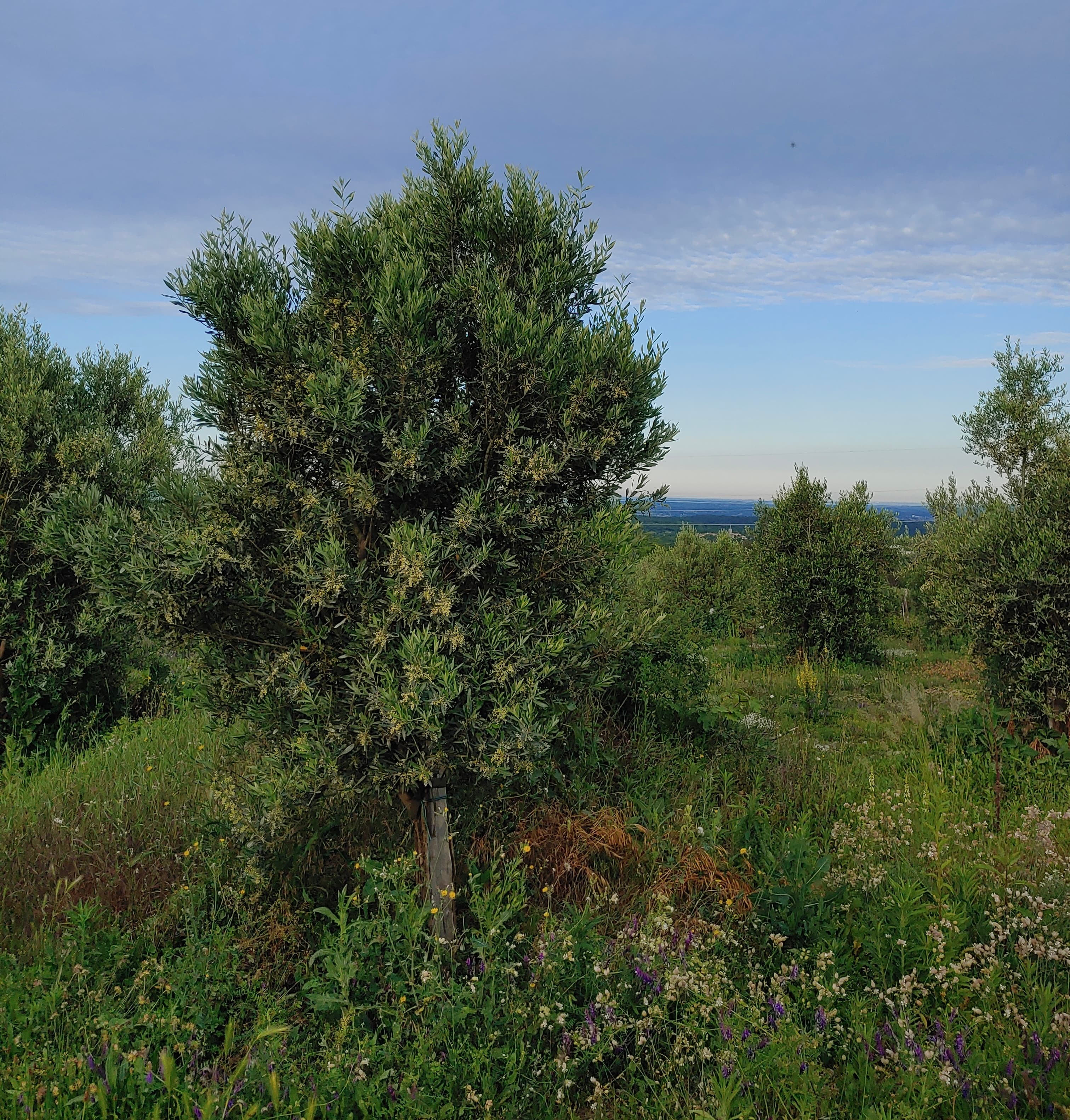 Oljčno drevo v ospredju z zatravljenim oljčnikom na panoramski lokaciji v ozadju.