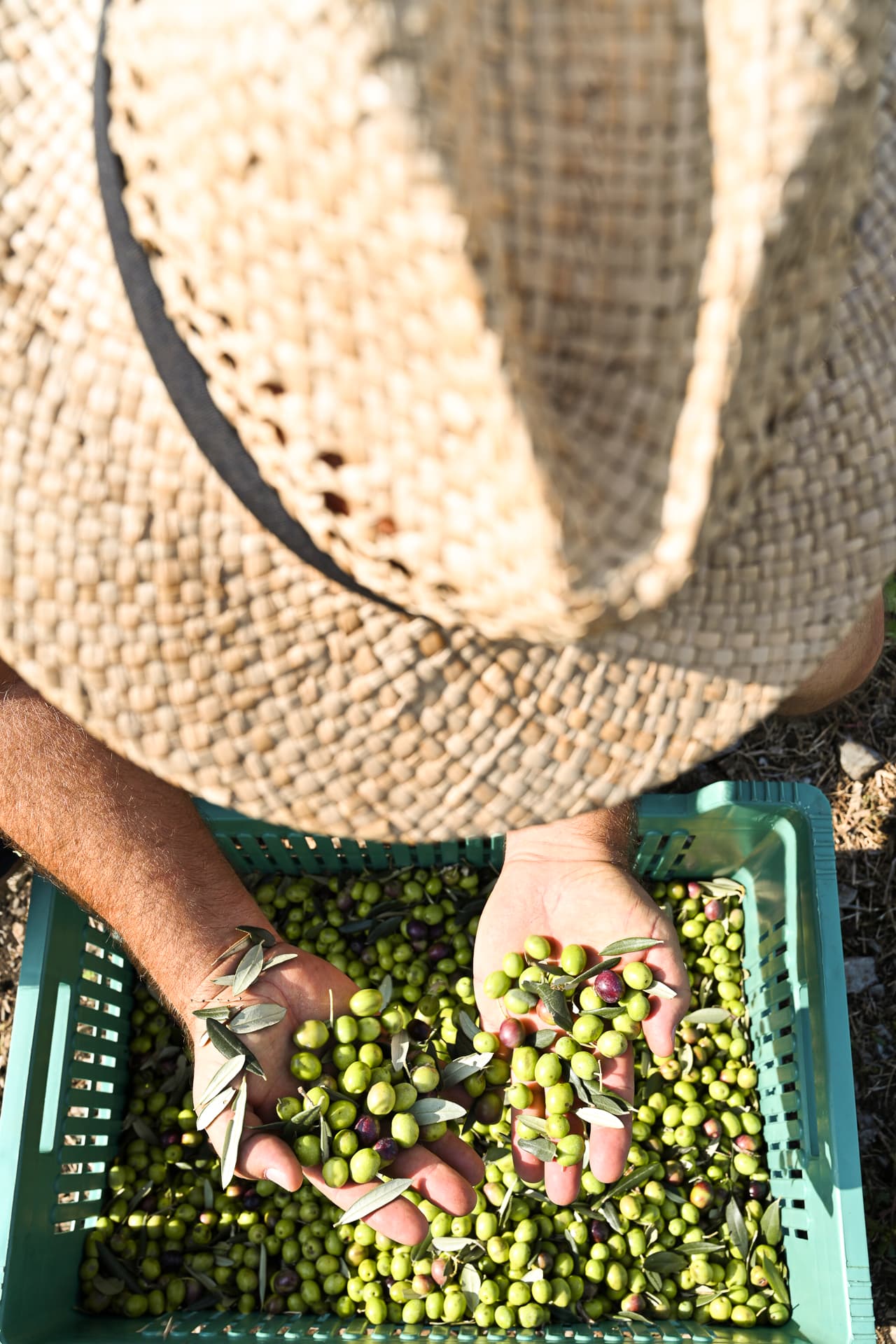 Oljkar ročno pregleduje obrane olive nad zabojem polnim oliv.