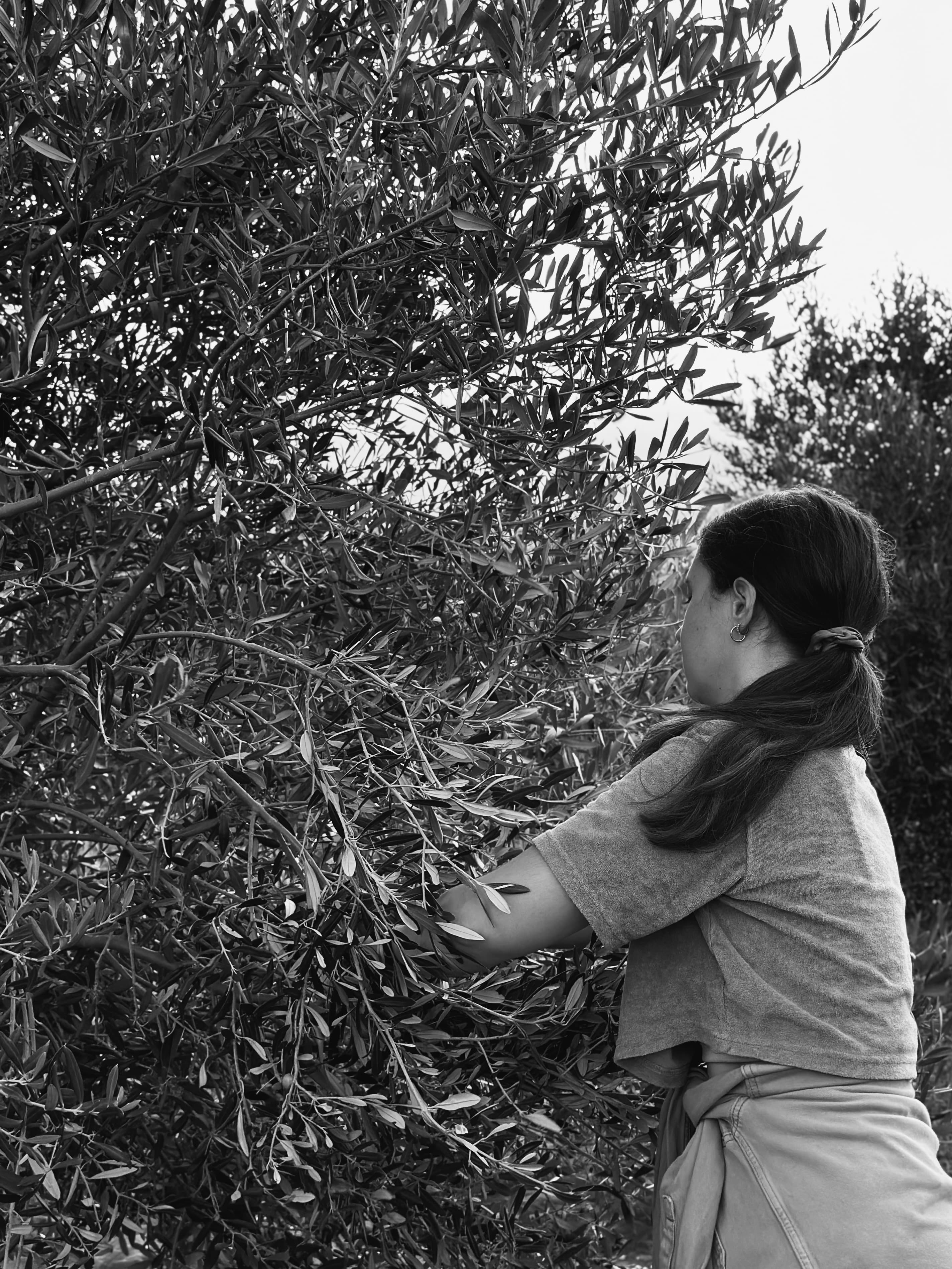 Punca ročna obira olive.