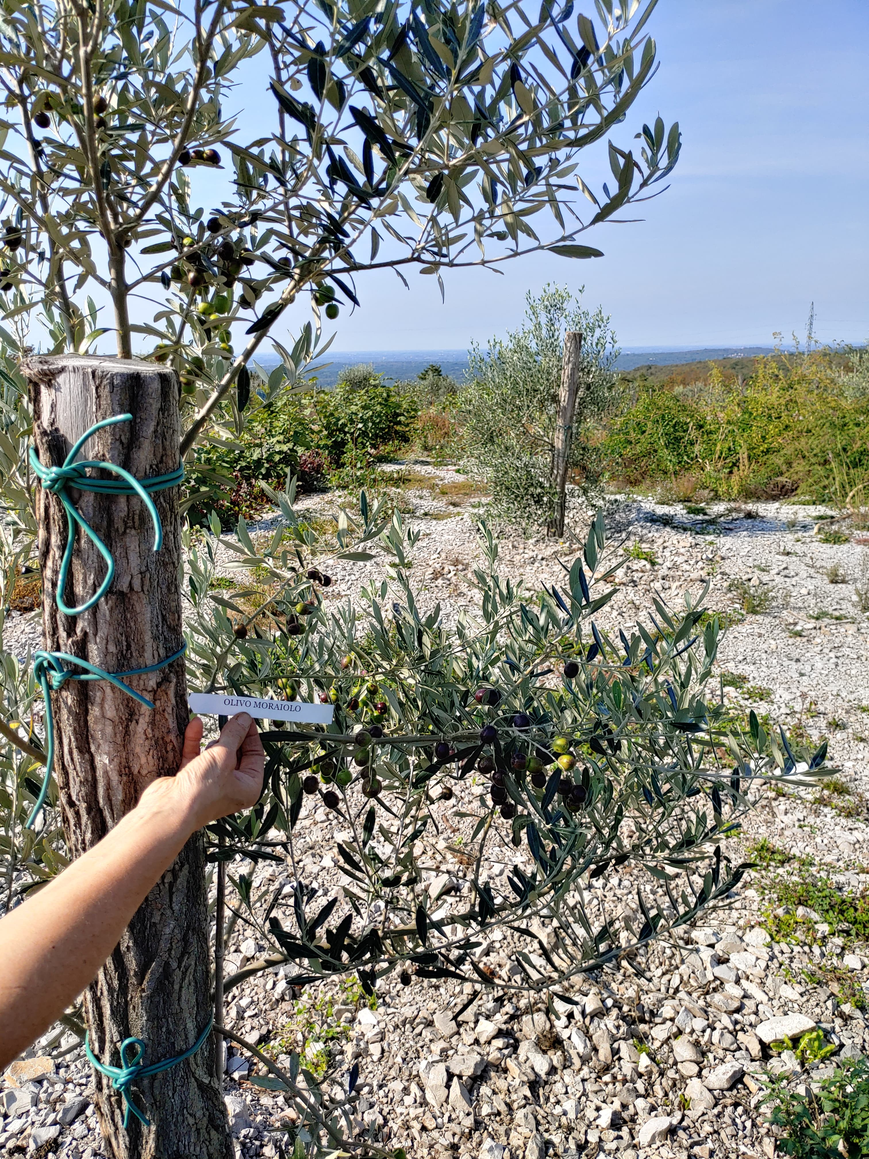Oljčnik na razgledni lokaciji zatravljen z zelišči in rožami.