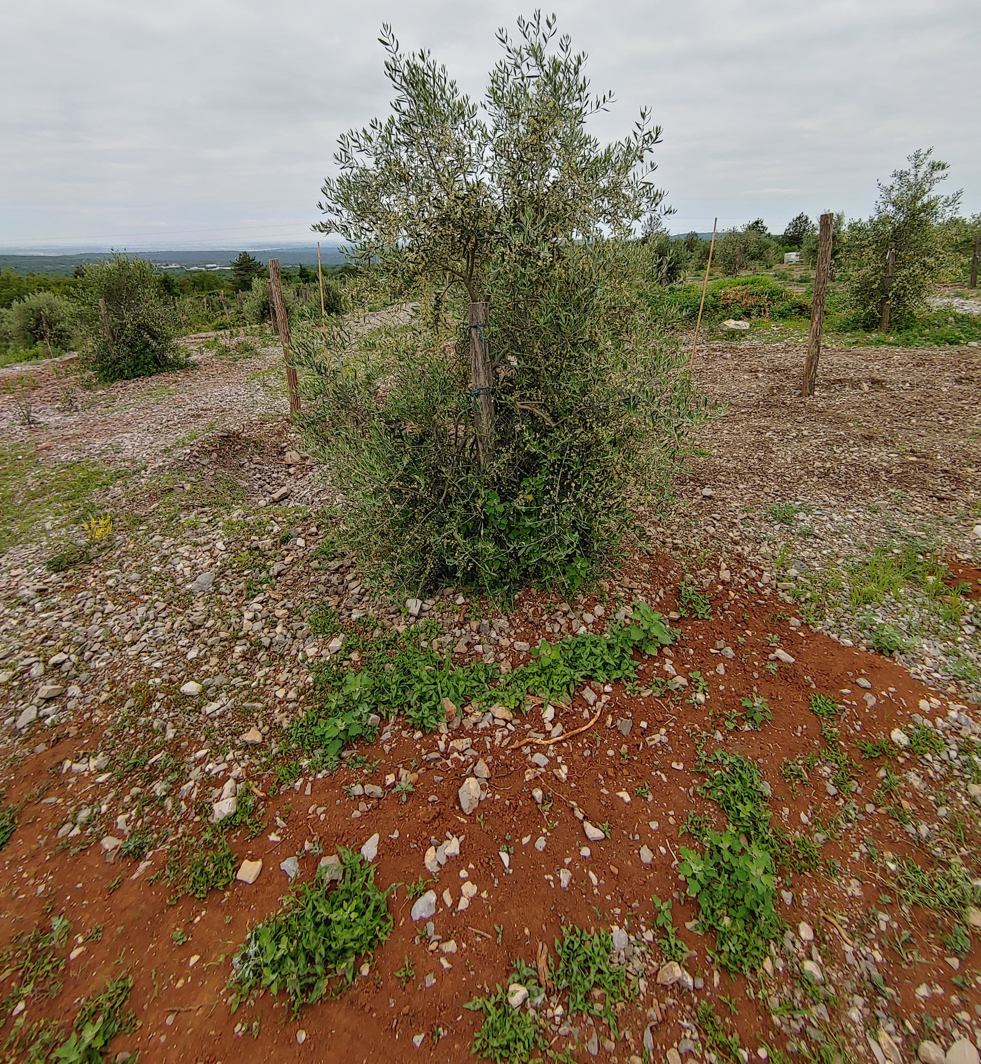 Drevo oljke v rdeči zemlji.