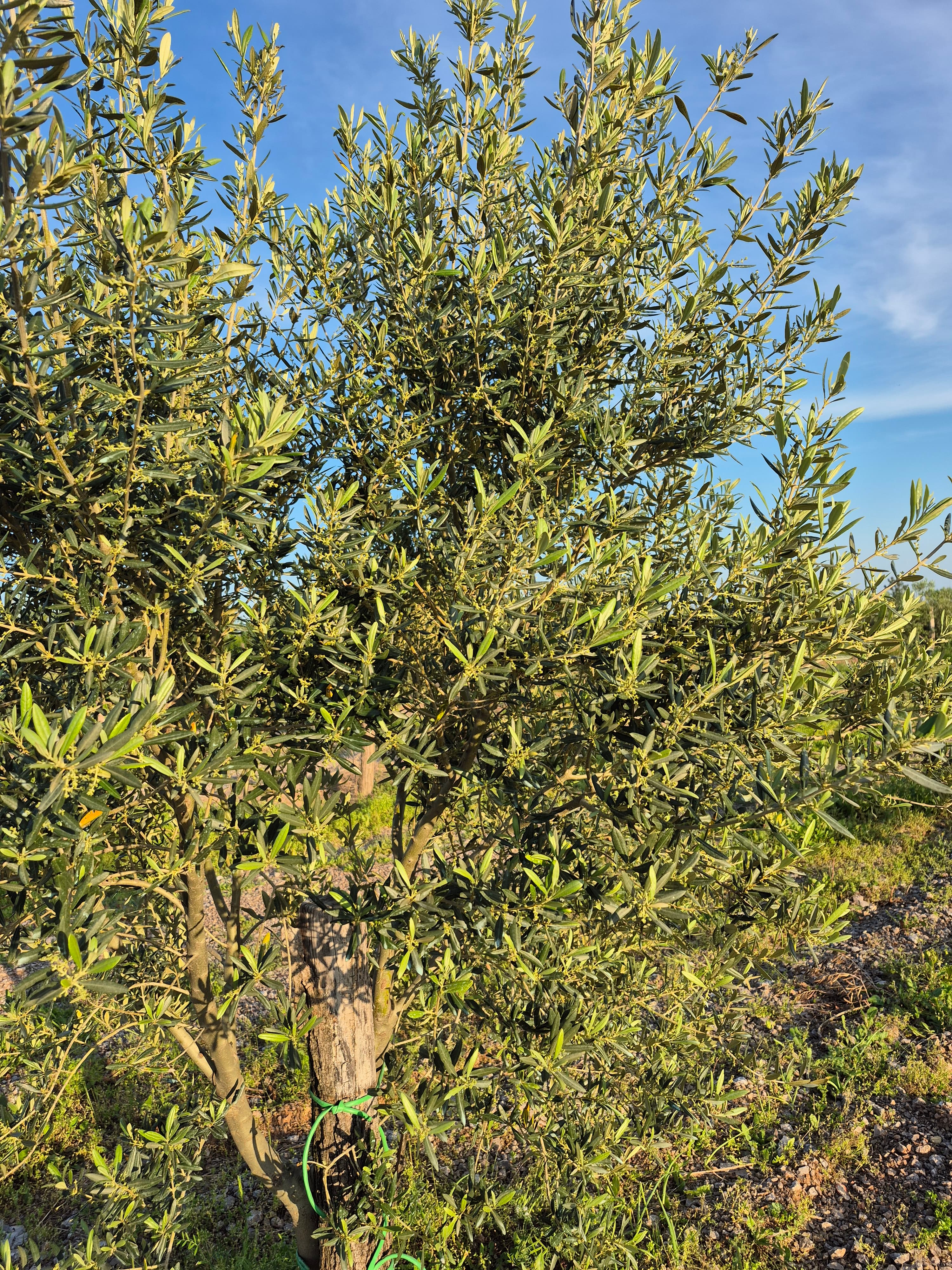 Cvetoče drevo oljke obsijano z popoldanskim soncem.