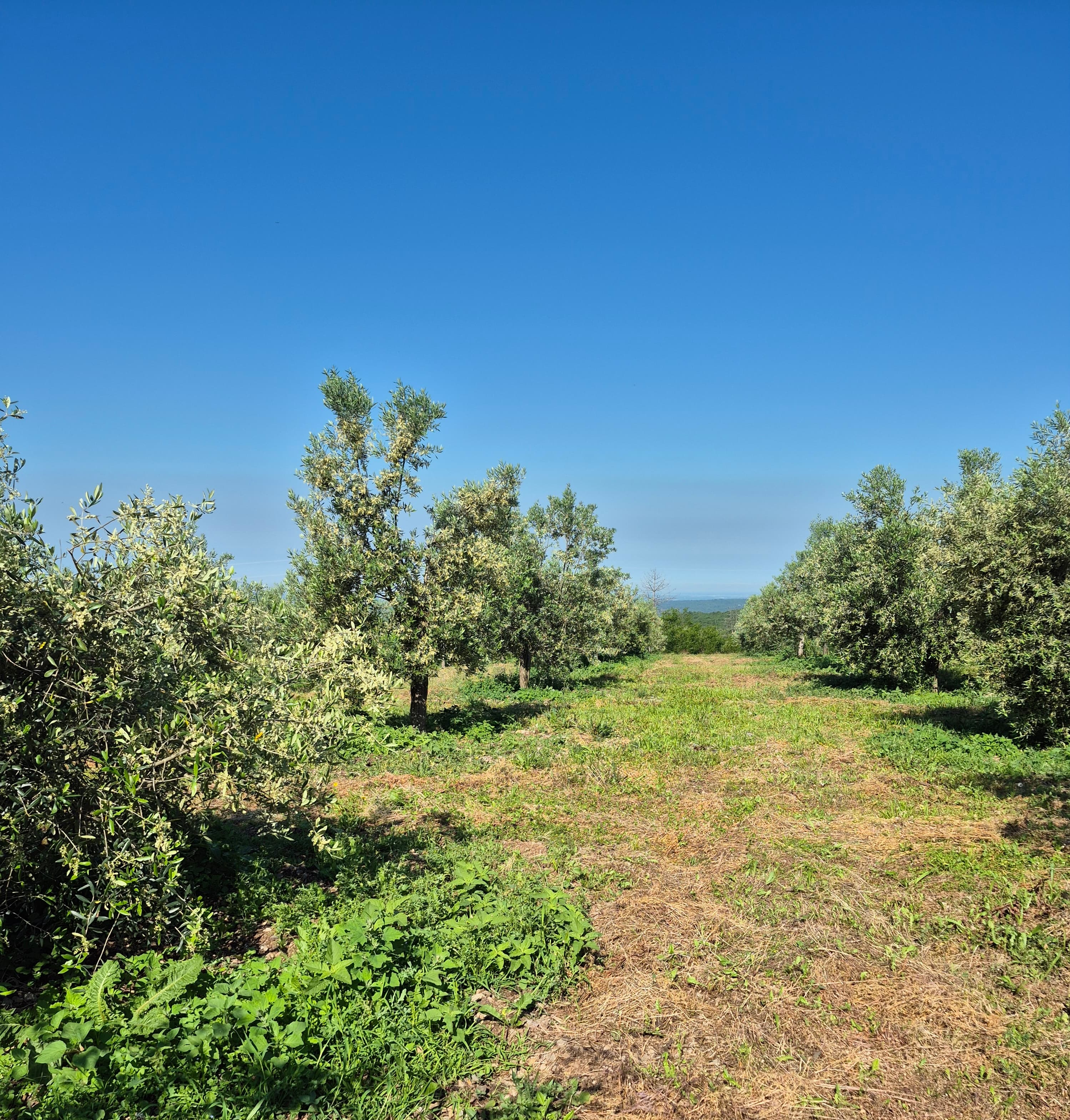 Zatravljena površina z oljčnimi drevesi.