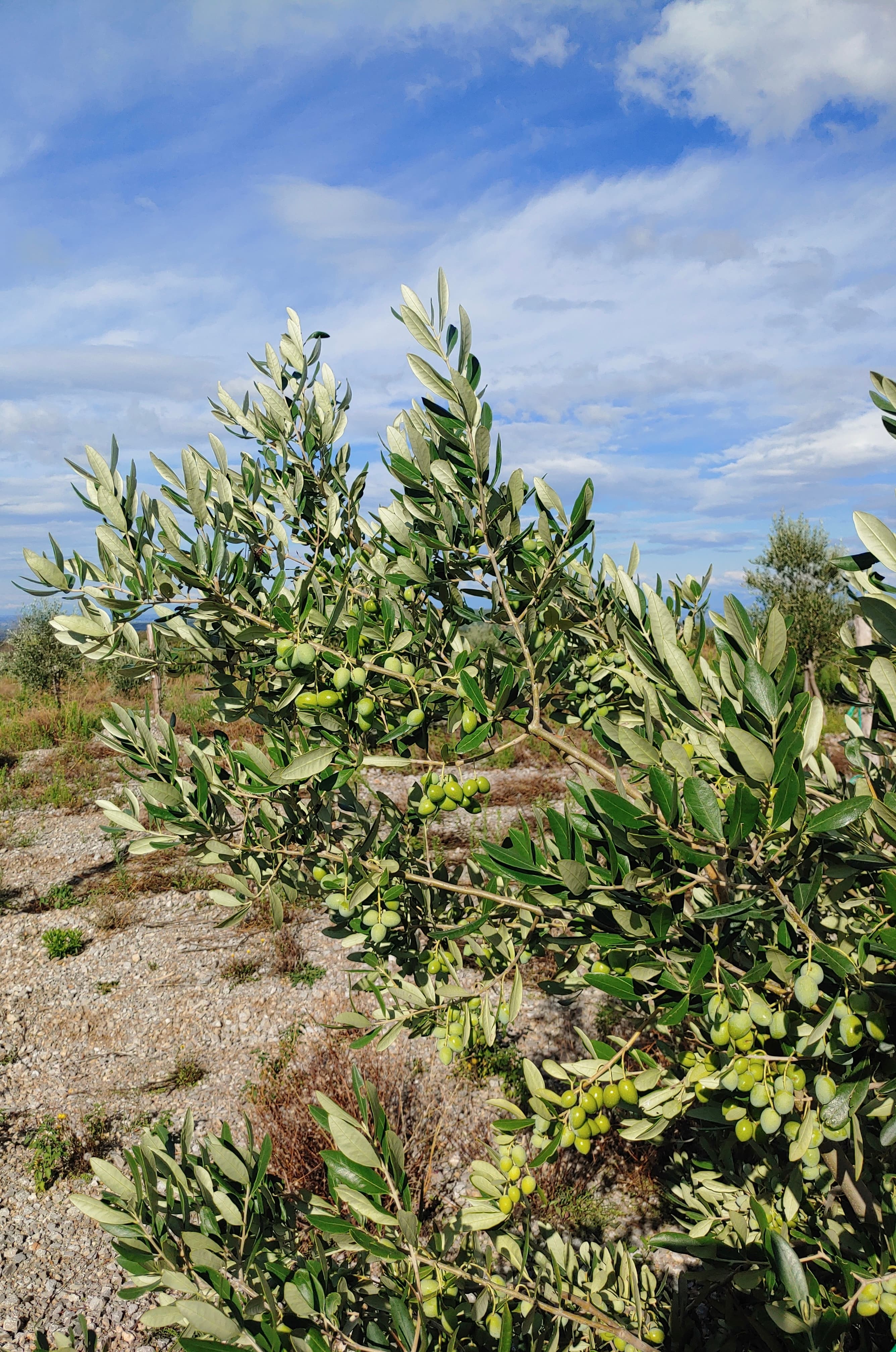 Zeleno rumenkaste olive na drevesu in kamnita podlaga.
