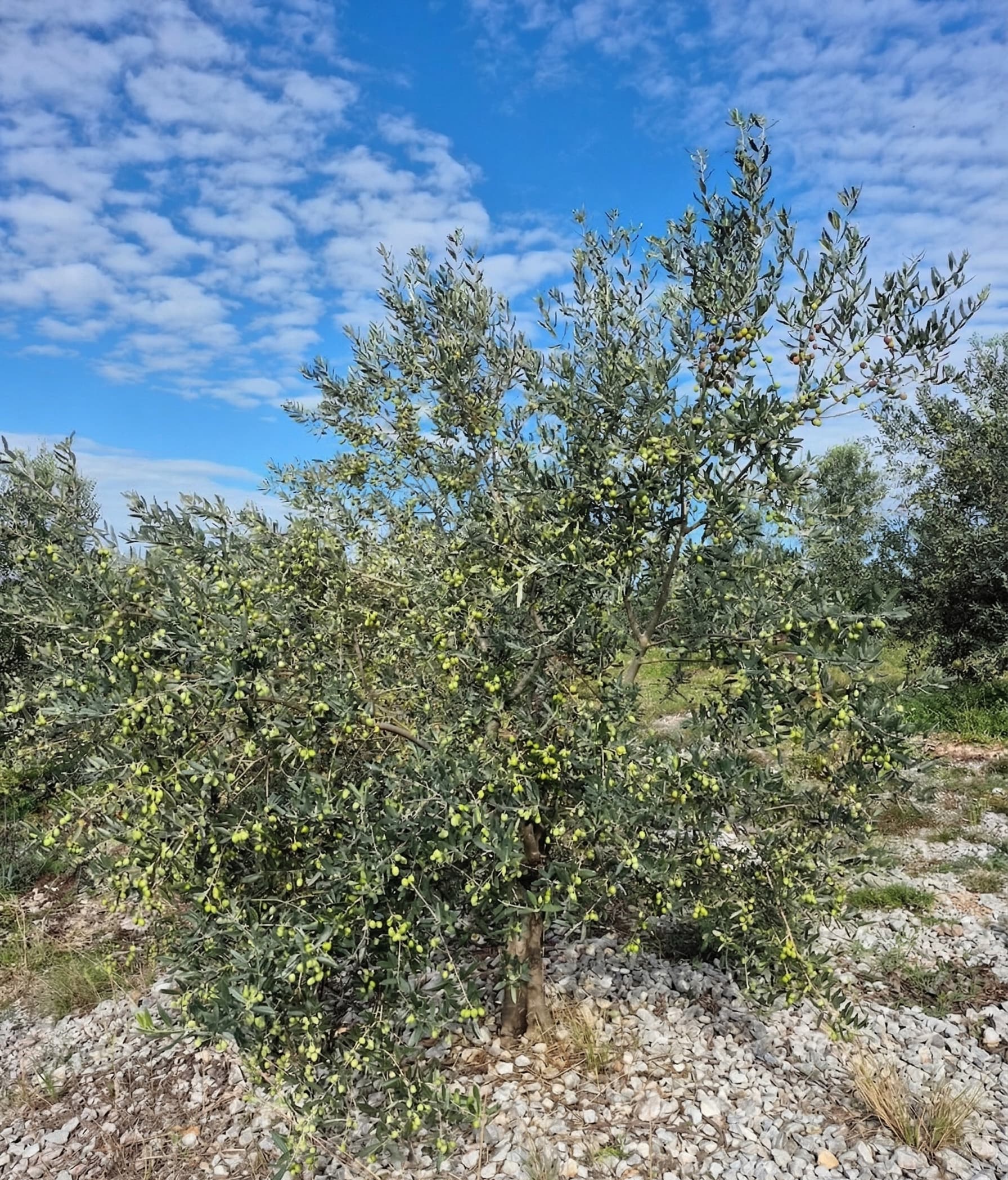 Drevo oljke polno zrelih sadežev.